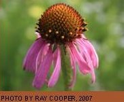 Echinacea