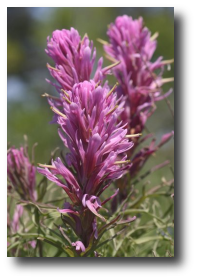 Clymer Meadow Paintbrush