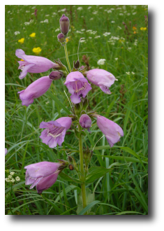 Prairie Foxglove at Quebe Prairie